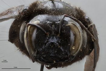 Media type: image;   Entomology 534799 Aspect: head frontal view